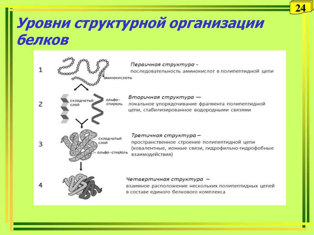 4 организации белка