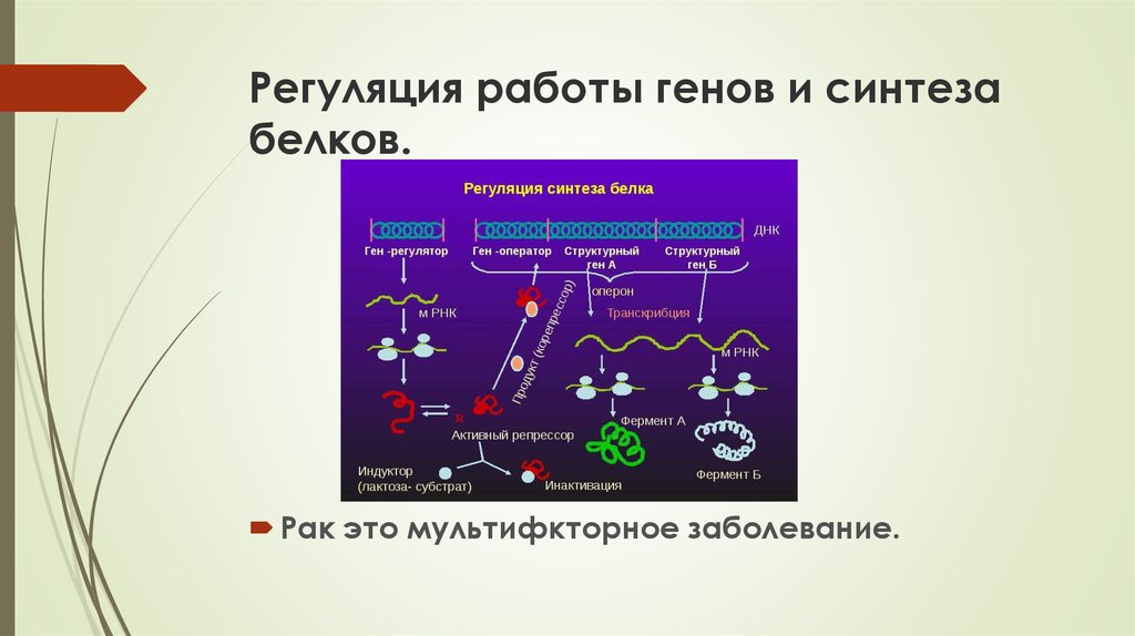 Регуляция биосинтеза белков у прокариот. Регуляция работы генов. Регуляция работы Гена. Регуляция работы генов у бактерий. Регуляция синтеза белка у бактерий.