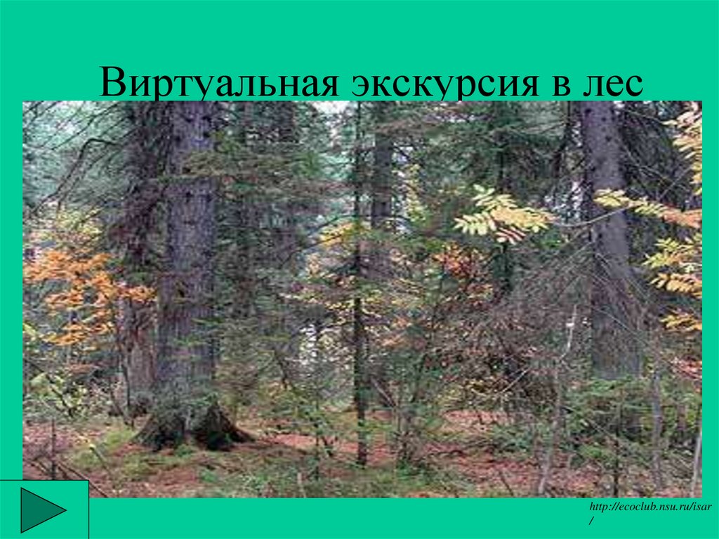 Мой лес. Виртуальная экскурсия в лес. Виртуальная экскурсия в лес для дошкольников. Экскурсия в лес презентация. Виртуальная экскурсия в лес презентация для дошкольников.