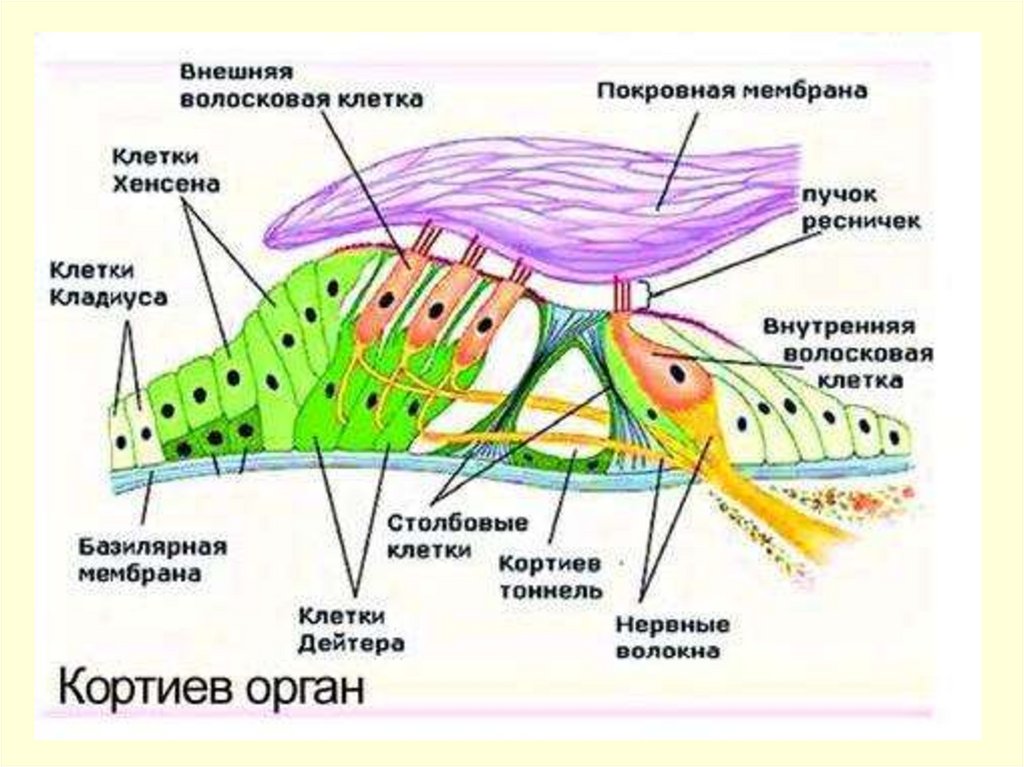 Волосковые клетки кортиева органа. Кортиев орган покровная мембрана. Кортиев орган волосковые клетки. Строение улитки Кортиев орган. Строение Кортиева органа гистология.