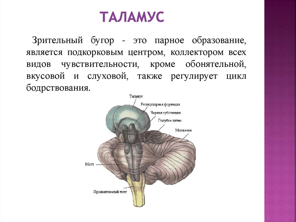 Что такое таламус. Промежуточный мозг вид сбоку. Промежуточный мозг строение. Промежуточный мозг таламус строение и функции. Мозг анатомия таламус.