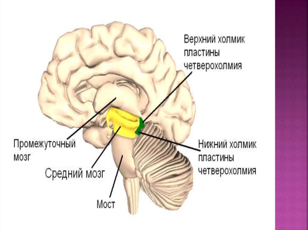 Верхние холмики мозга. Бугры четверохолмия среднего мозга. Средний мозг верхний Нижний холмик. Средний мозг пластинка четверохолмия. Нижние холмики среднего мозга.