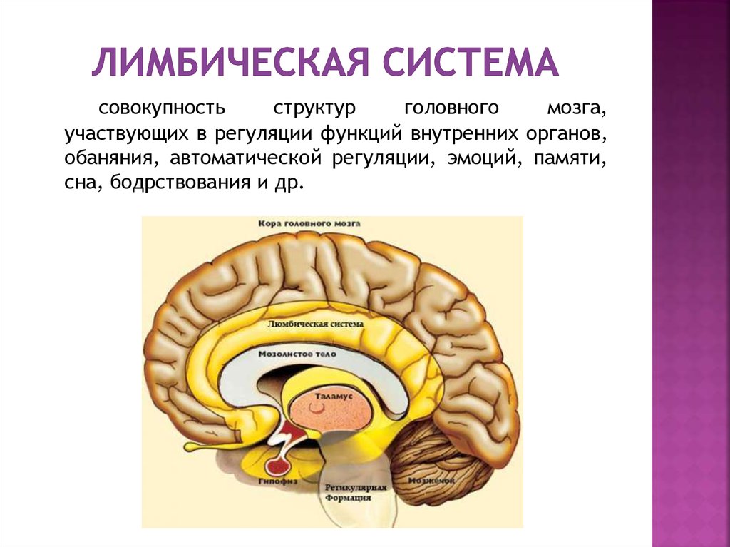 Подкорка головного мозга. Функция лимбической системы головного мозга. Лимбическая структура мозга.