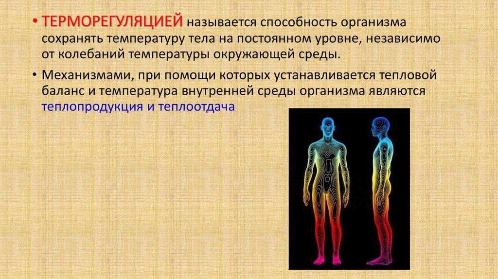 Какие структуры кожи участвуют в терморегуляции