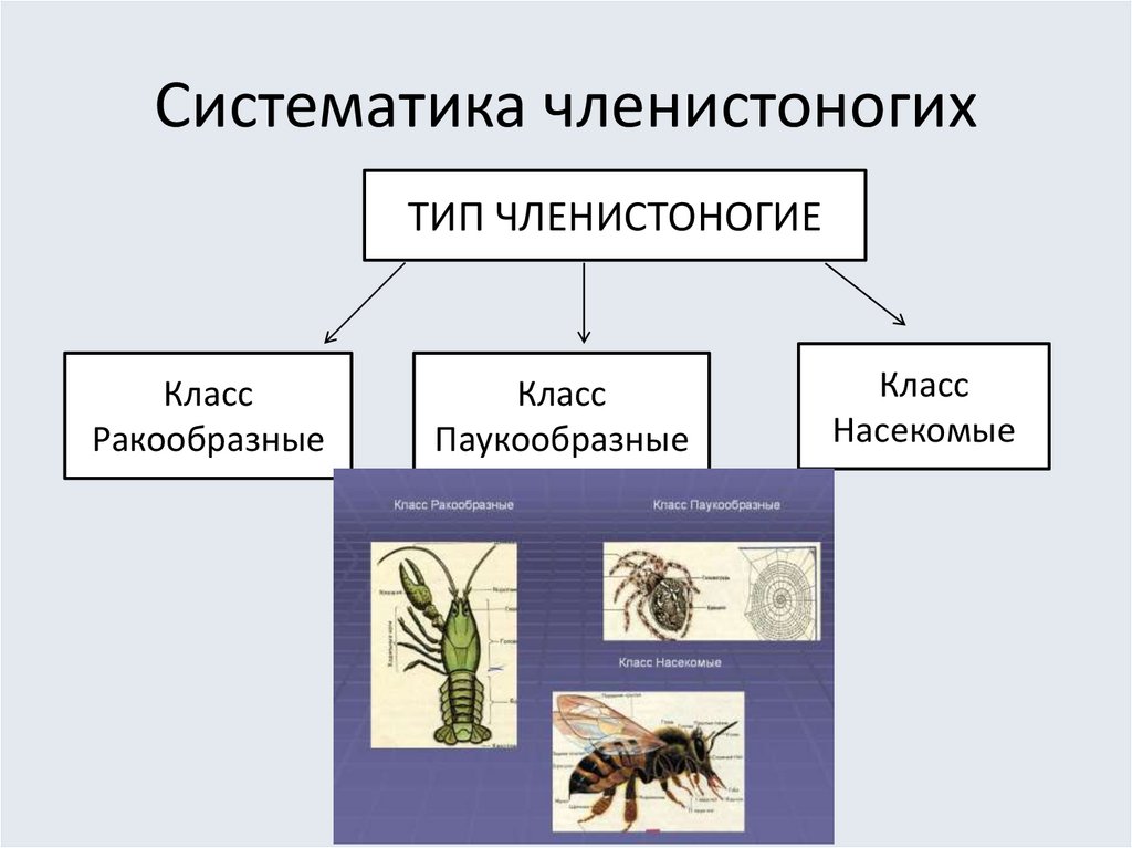 Ракообразные паукообразные насекомые конечности. Членистоногие классификация. Классификация типа Членистоногие. Систематика членистоногих схема. Систематическая классификация членистоногих.