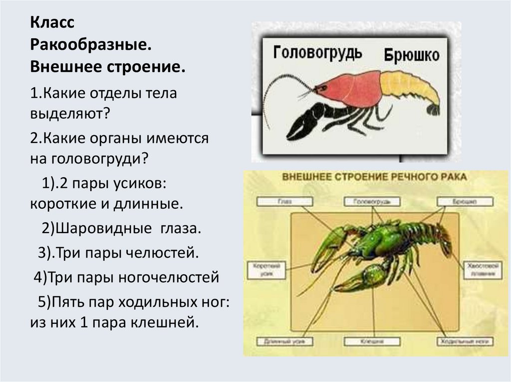 Характеристика ракообразных. Отделы тела ракообразных 7 класс. Внешнее строение отделы тела ракообразных. Ракообразные отделы тела биология 7 класс. Класс ракообразные.