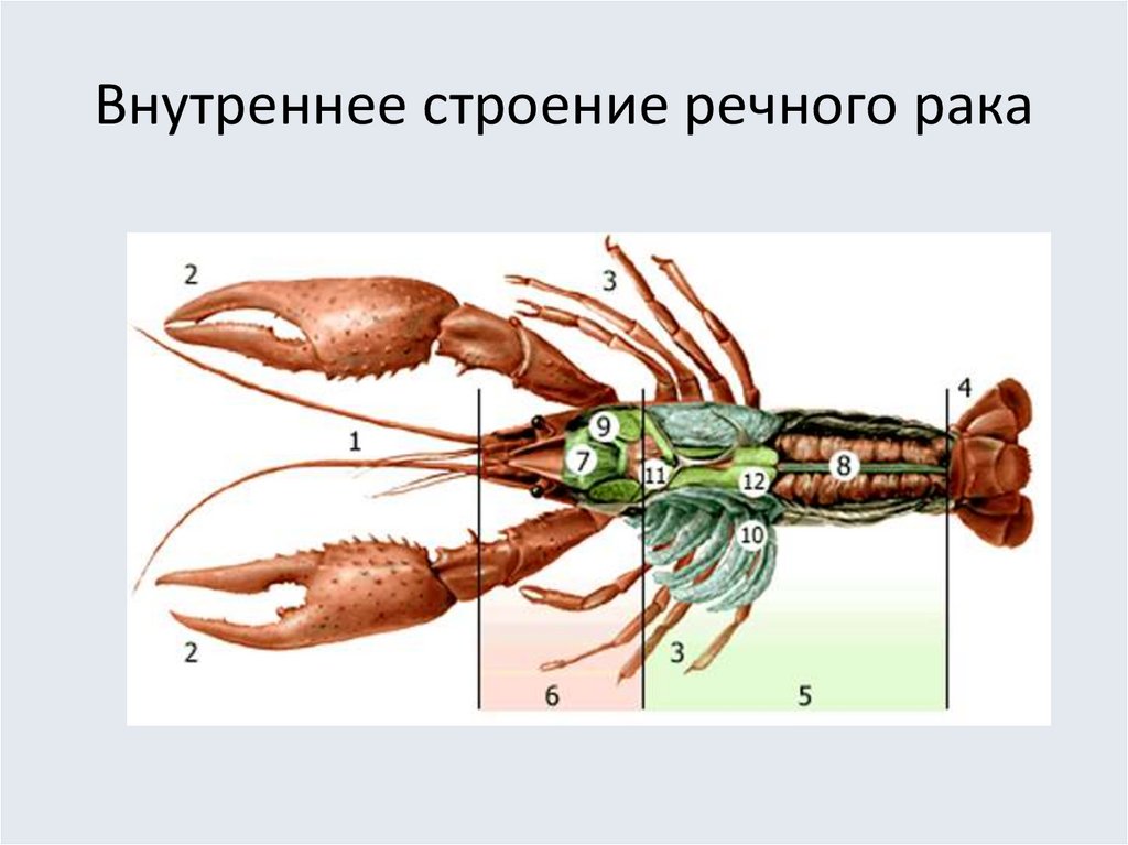 Органы выделения речного рака