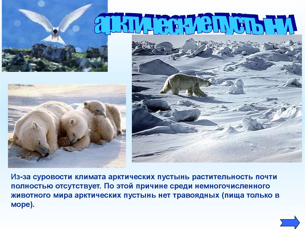 Животный мир природной зоны арктические пустыни. Животные Арктики. Животные арктической зоны. Арктические пустыни презентация. Арктическая пустыня животные.