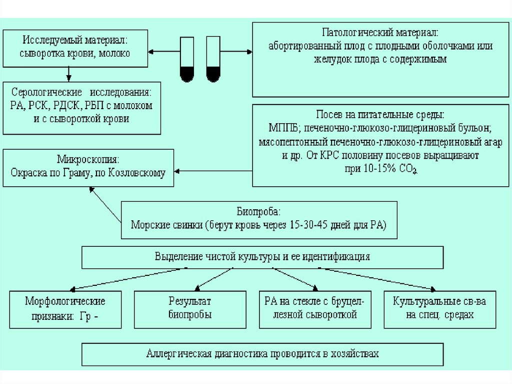 Бруцеллез патогенез. Бруцеллез патогенез схема. Лабораторная диагностика бруцеллеза. Бруцеллез материал для исследования. Методы исследования бруцеллеза.