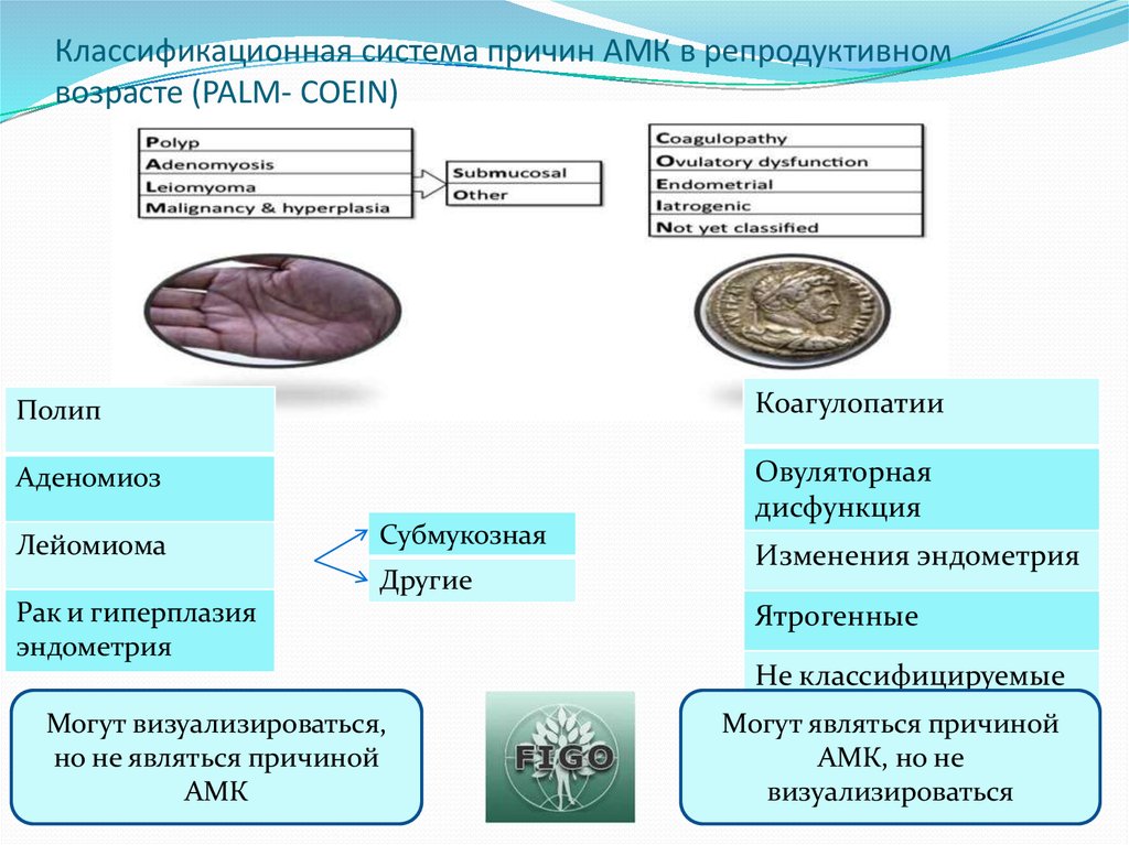 Амк гинекология презентация