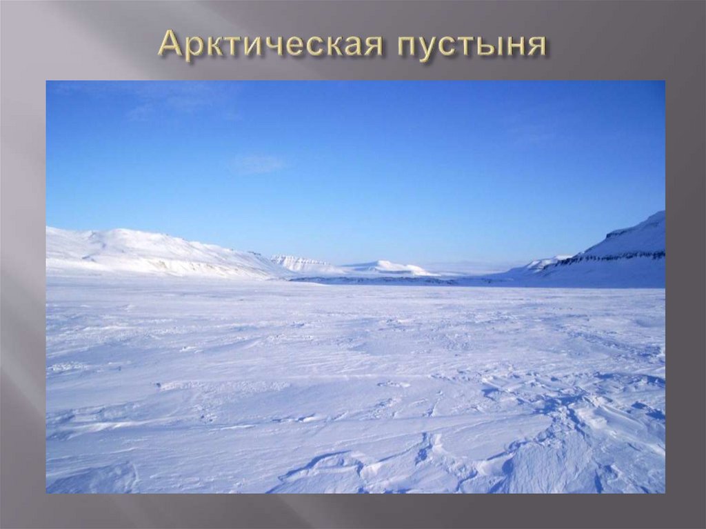 Арктическая пустыня