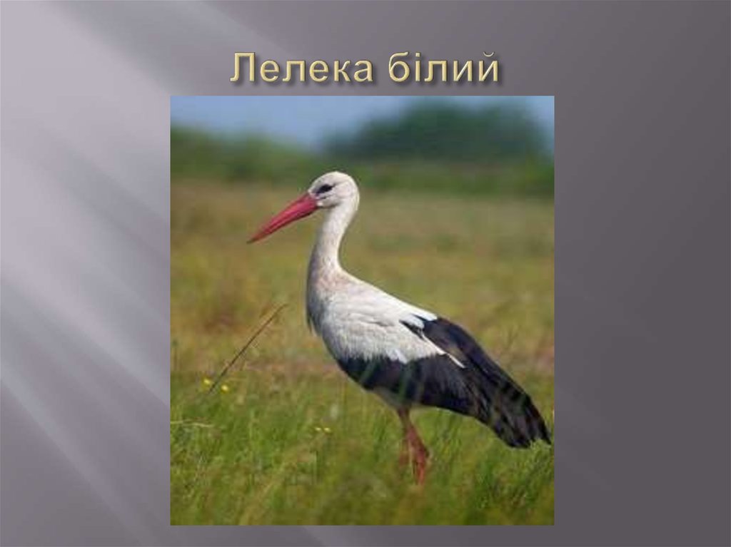 Лелека білий