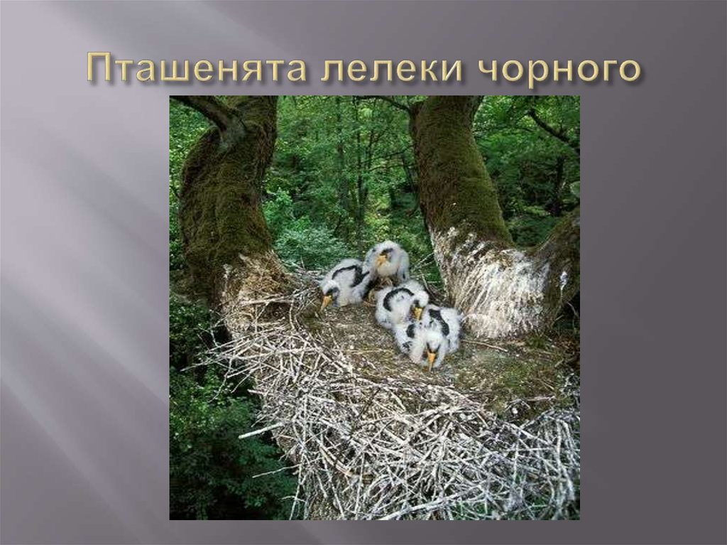 Пташенята лелеки чорного