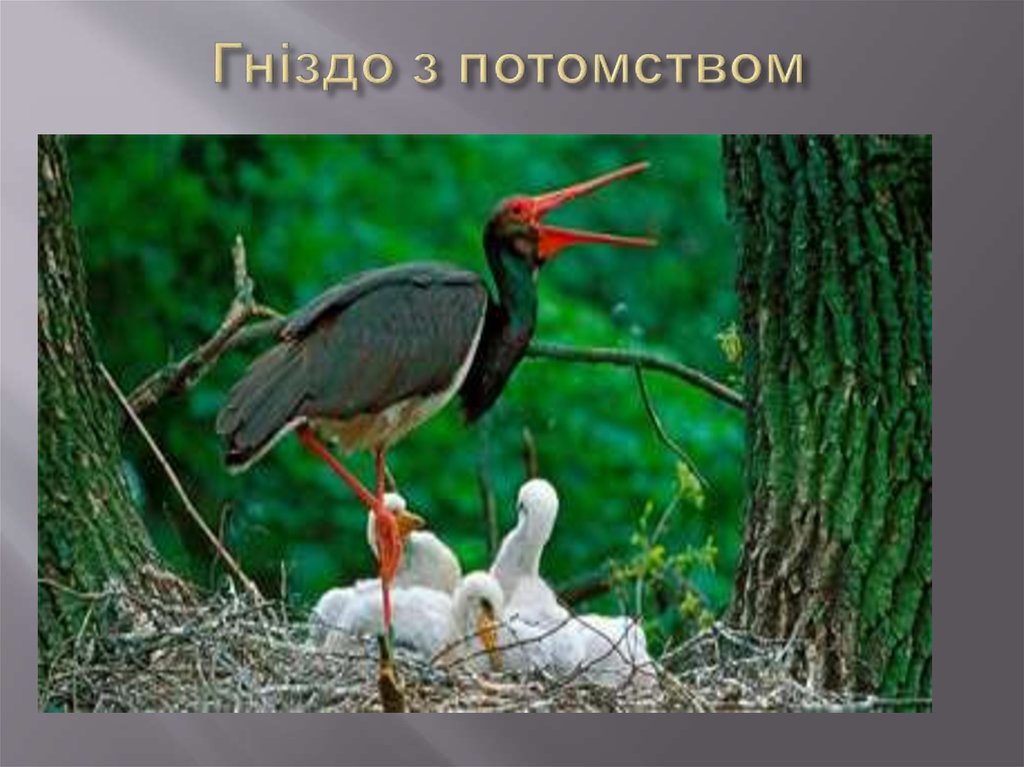 Гніздо з потомством