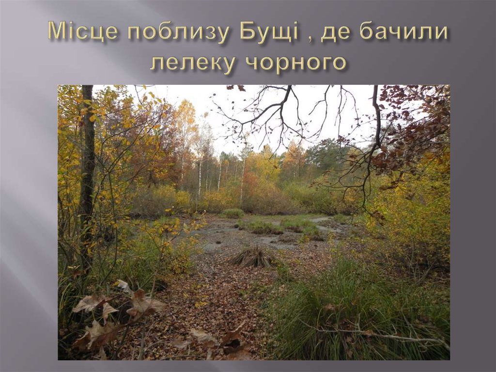 Місце поблизу Бущі , де бачили лелеку чорного