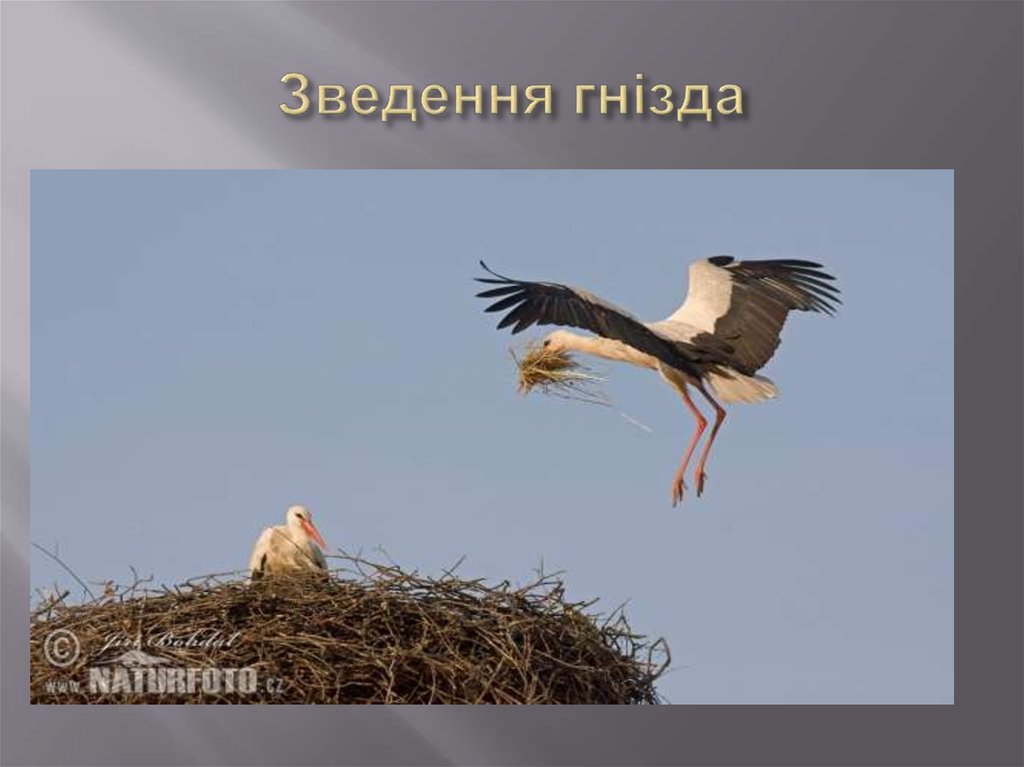 Зведення гнізда