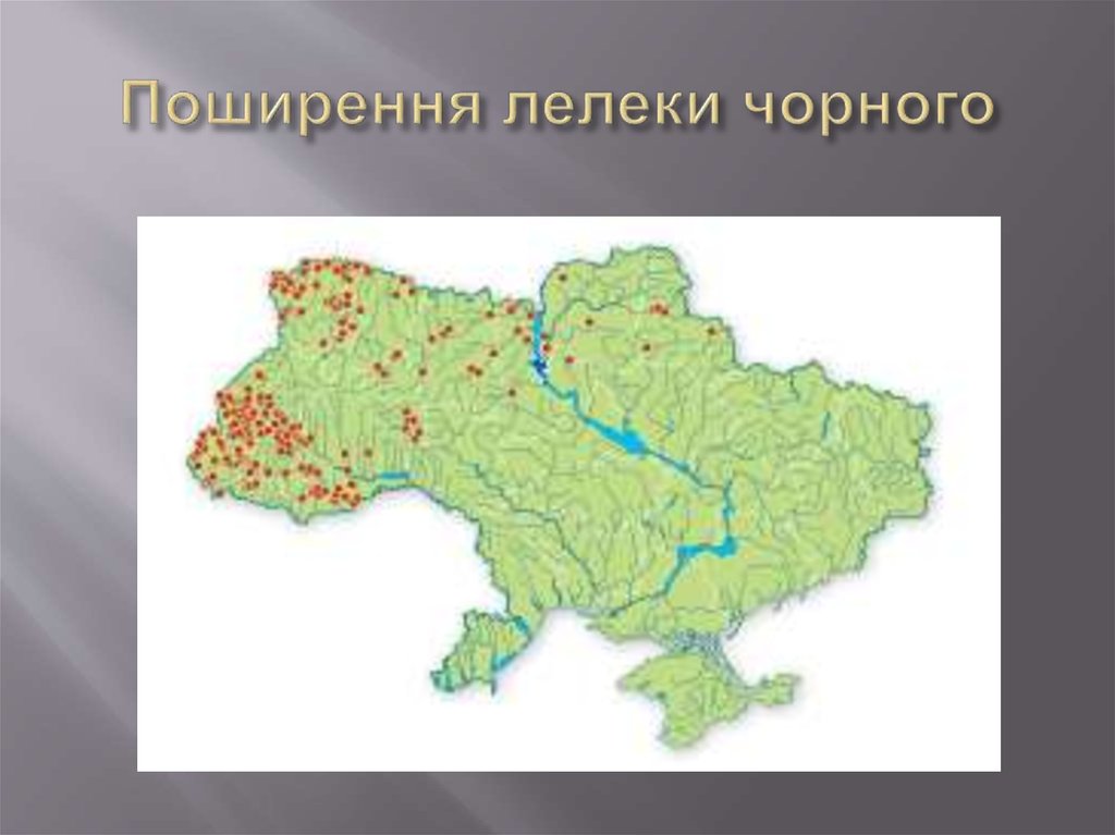 Поширення лелеки чорного