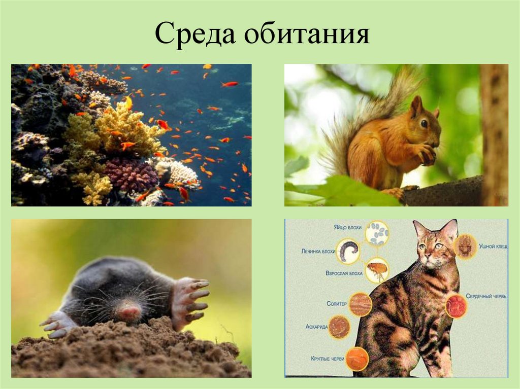 Экологические факторы среды.цепи питания. 4 Среды обитания. Среда обитания с животными и цепь их питания. Среды обитания Урала.