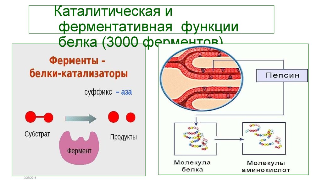 Ферментативно каталитическая функция белков.