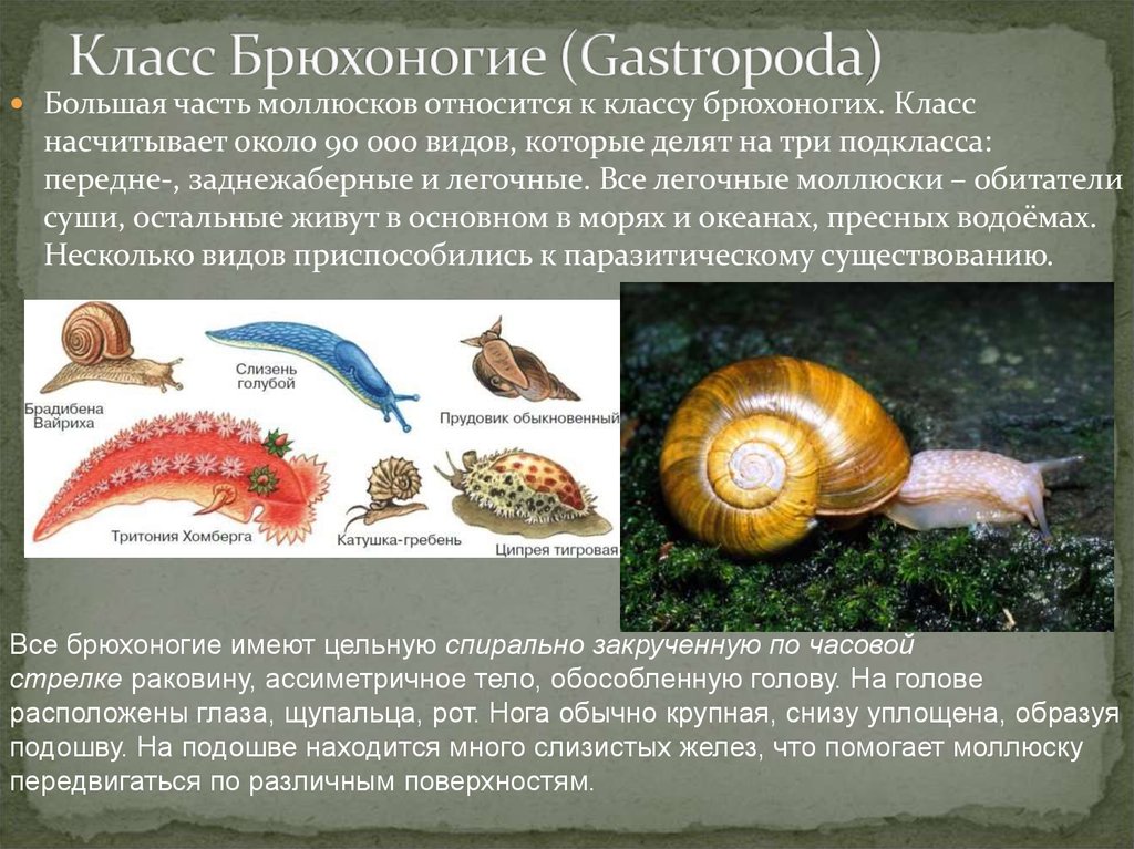 К какой группе организмов относится устрица