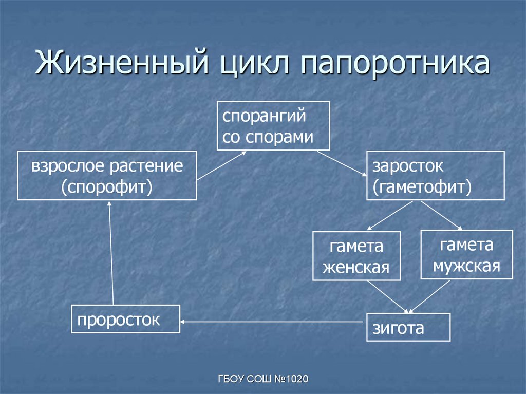 Жизненный цикл папоротника схема 5 класс