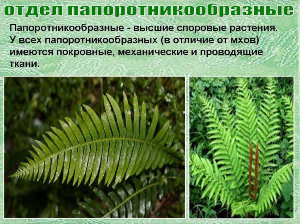 Презентация папоротниковидные 6 класс биология