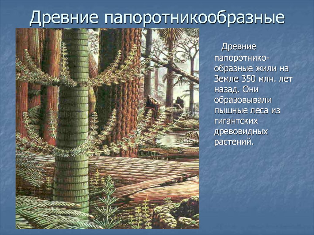 Роль древних. Древние Папоротникообразные леса. Древние Папоротникообразные образовали залежи. Семенные папоротники каменноугольный период. Древние хвощи и плауны.