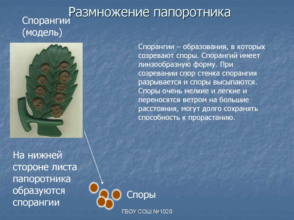 Лабораторная работа по биологии 7 класс папоротники. Размножение папоротников. Вегетативное размножение папоротника. Щитовник размножение. Размножение папоротников спорангий.