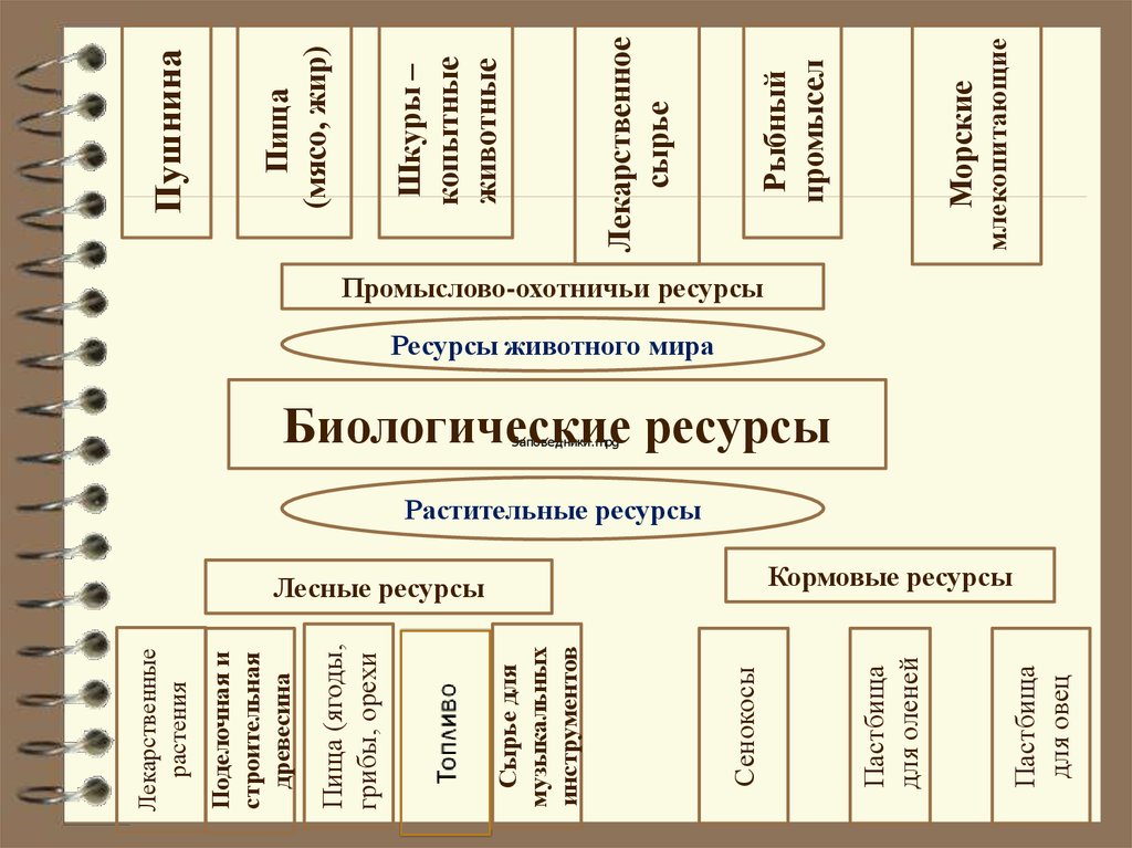 Природные ресурсы схема биология