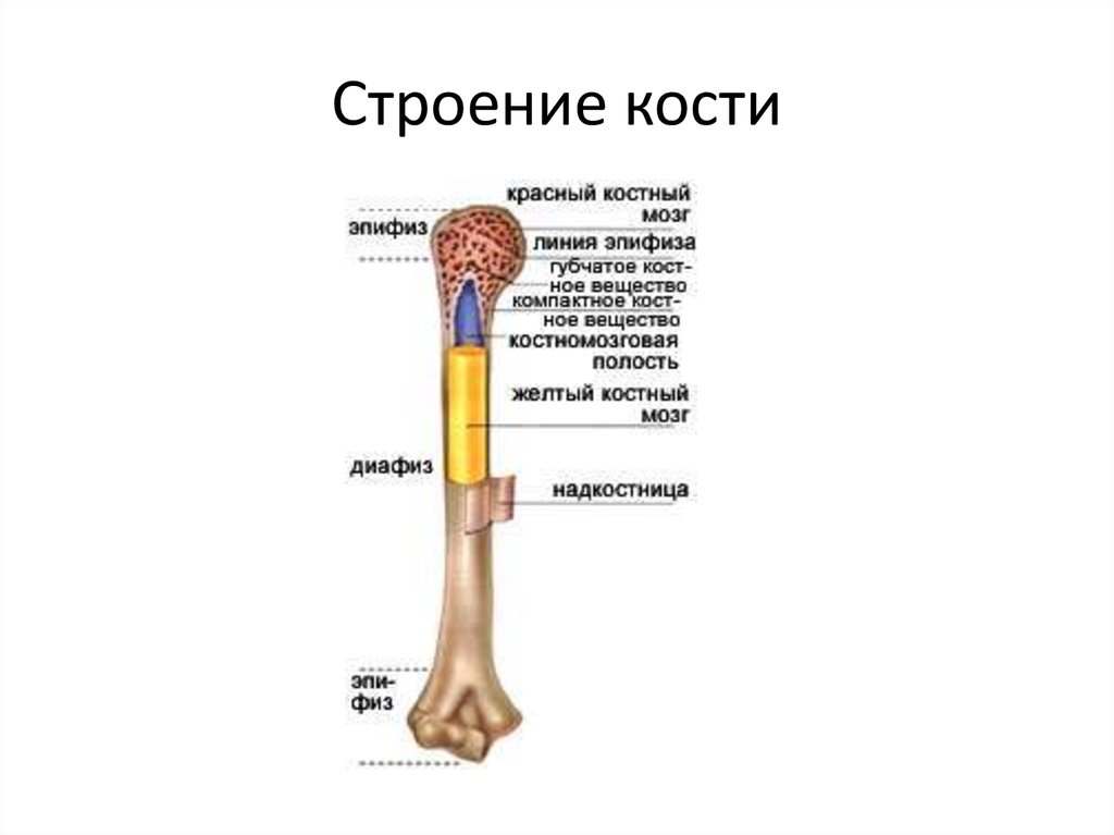 Строение трубчатой кости человека рисунок - 84 фото