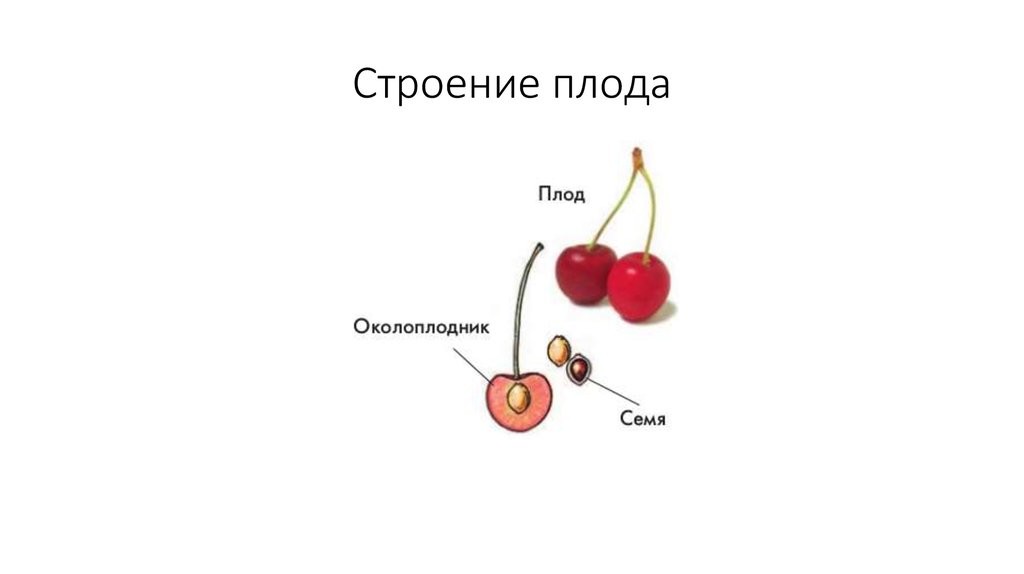 Строение плода околоплодник. Строение семени плода вишни. Строение плода растения схема. Строение плода вишни схема. Строение плода вишни рисунок.
