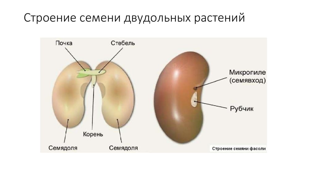 Состав семени фасоли в сформированном зародыше. Строение семени двудольного растения. Схема строения двудольного семени. Строение зародыша семени двудольных. Семя фасоли микропиле.