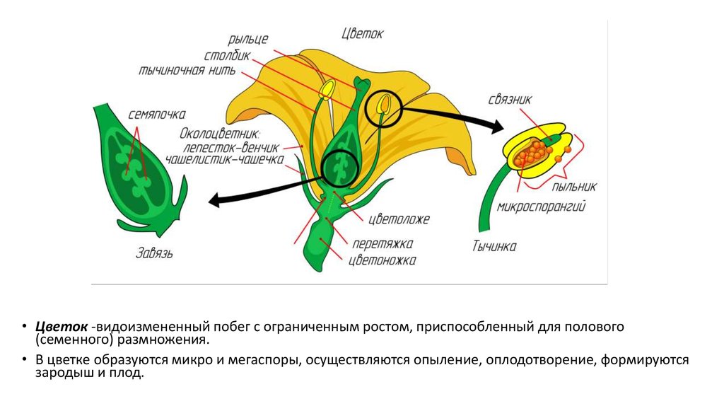 Органы семенного размножения растений. Плод это генеративный орган. Генеративные органы растений цветок плод семя. Цветок орган семенного размножения. Цветы, плоды и семена – генеративные органы растений..