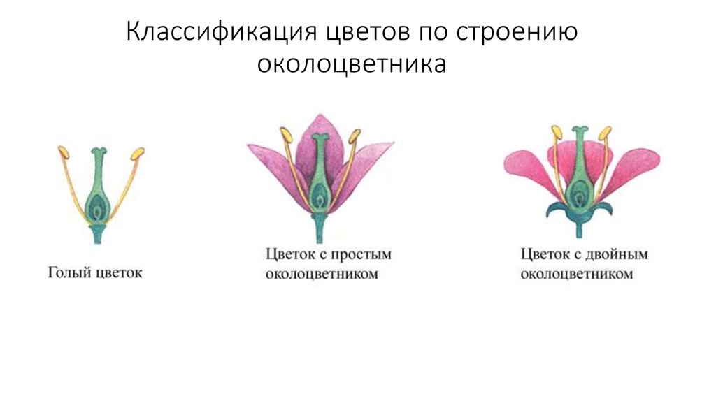 Классификация цветов по строению околоцветника