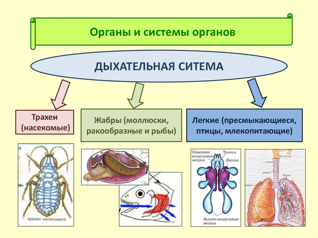 Эволюция дыхательной системы у животных таблица