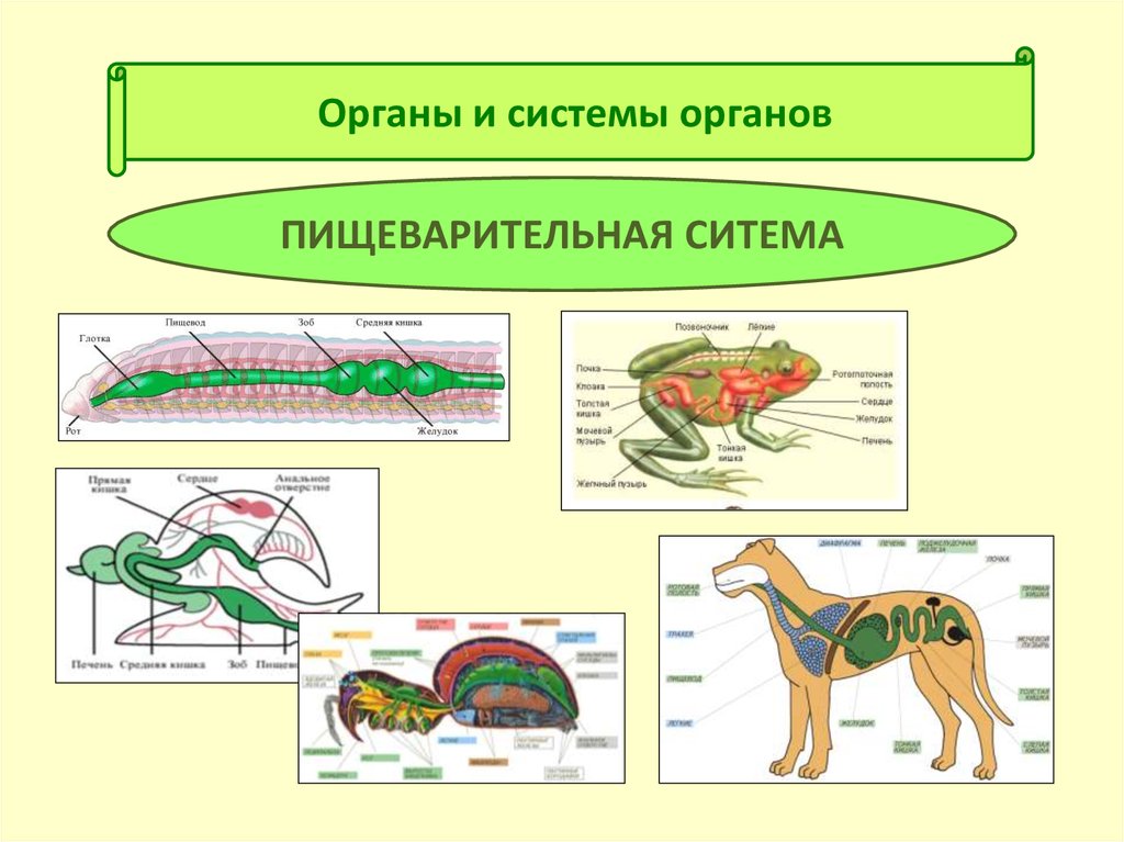 Ткани органы системы органов животных. Системы органов. Система органов животного. Строение систем органов животных. Системы органов животных схема.