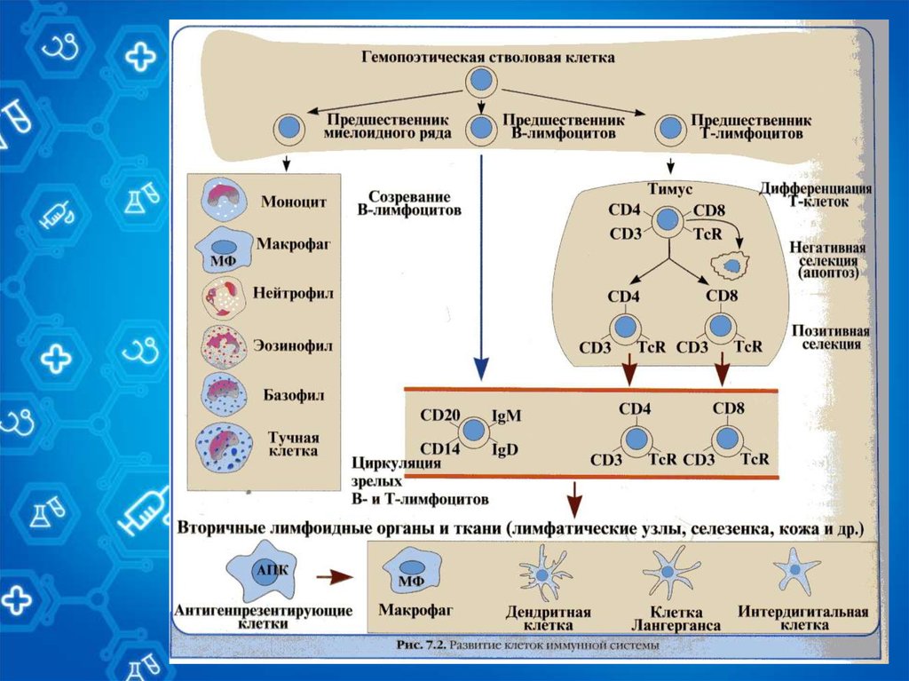 Созревание иммунных клеток. Негативная селекция в-лимфоцитов. Клетки миелоидного и лимфоидного ряда. Позитивная селекция лимфоцитов это. Селекция т лимфоцитов в тимусе.