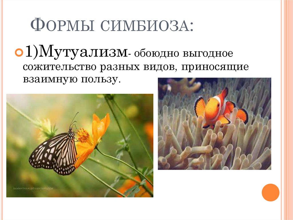 Мутуализм