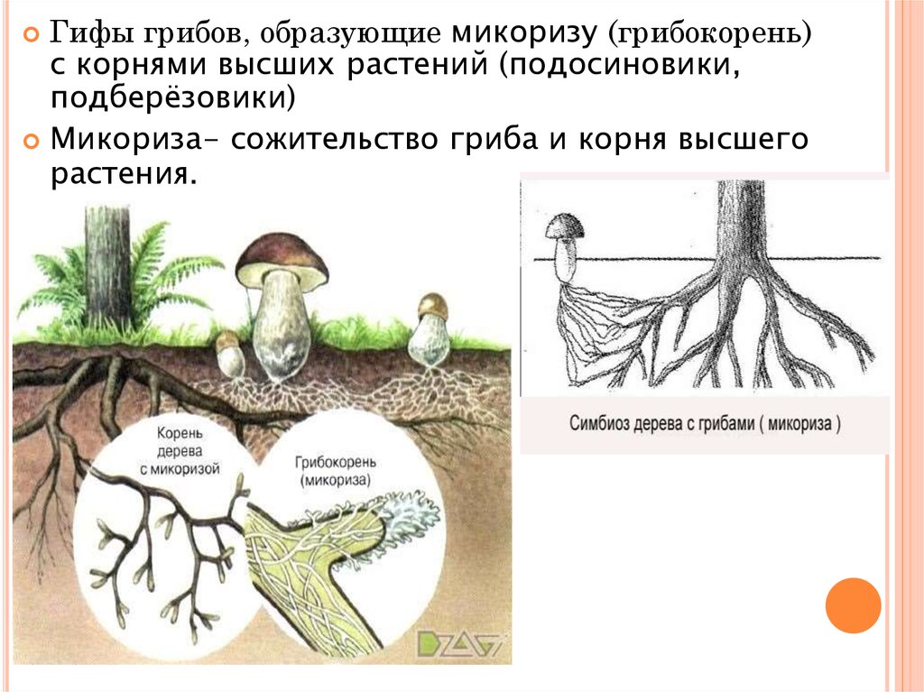 Грибы образующие микоризу с корнями