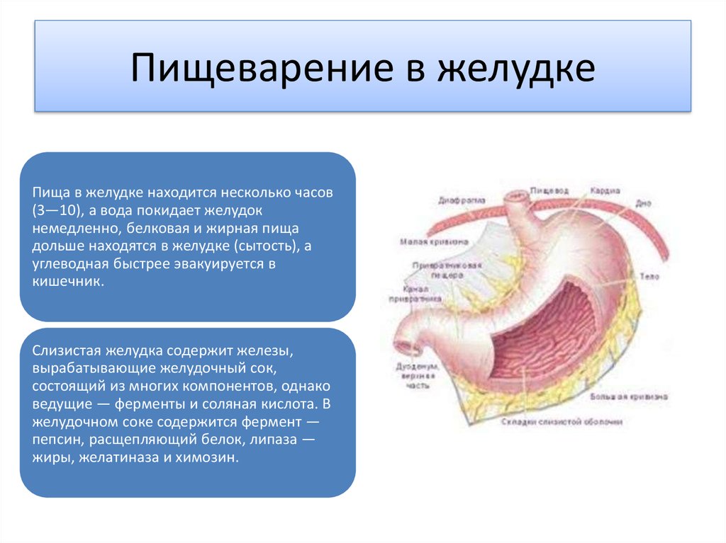 Пищеварение в желудке и кишечнике презентация 8 класс