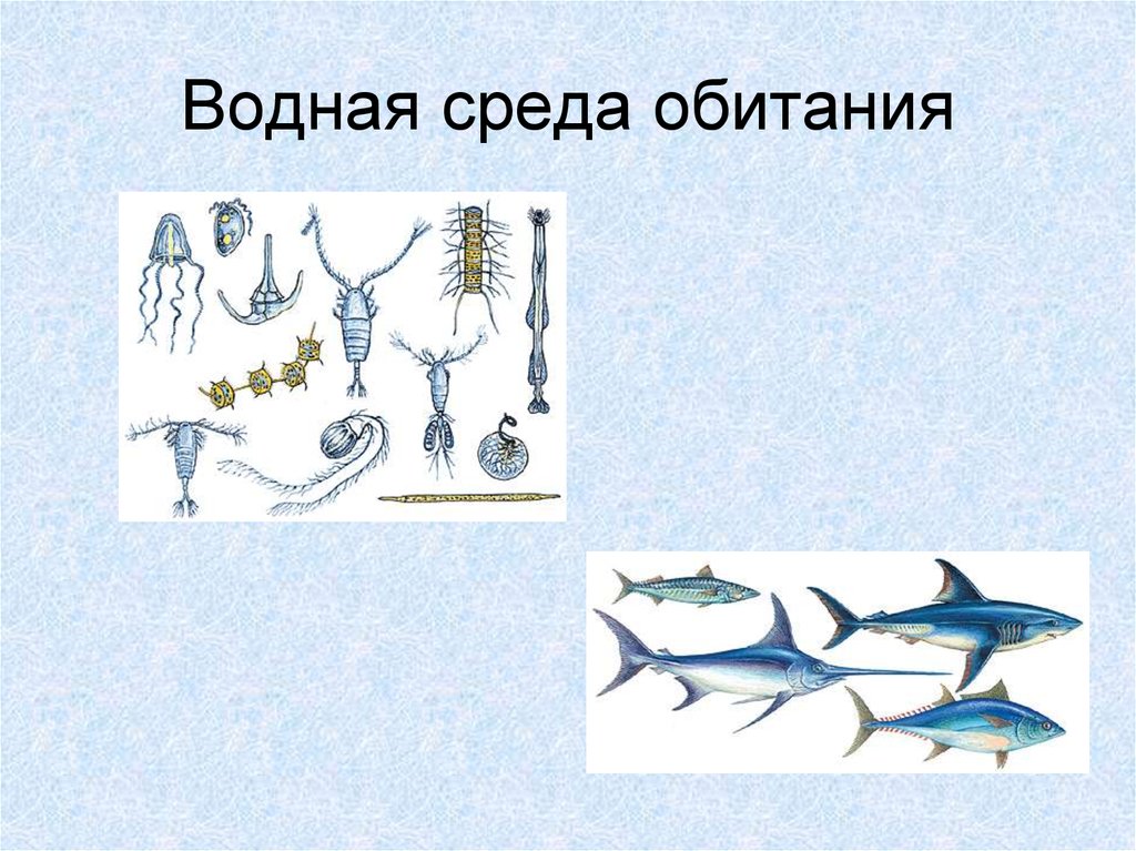 Тест по теме водная среда. Водная среда обитания. Обитатели водной среды обитания. Водная среда обитания картинки. Среда обитания ламинарии водная или наземно.