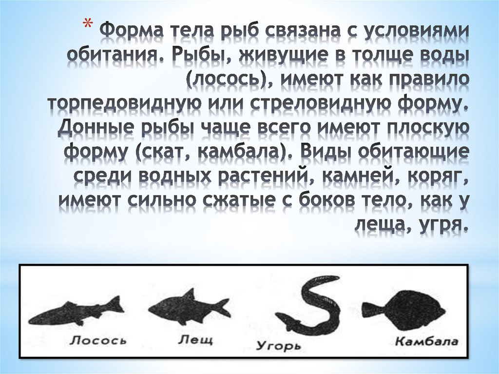 Значение формы тела рыбы в воде. Форма тела рыб. Стреловидная форма тела рыб. Рыбы живущие в толще воды. Форма тела рыб обитающих в толще воды.