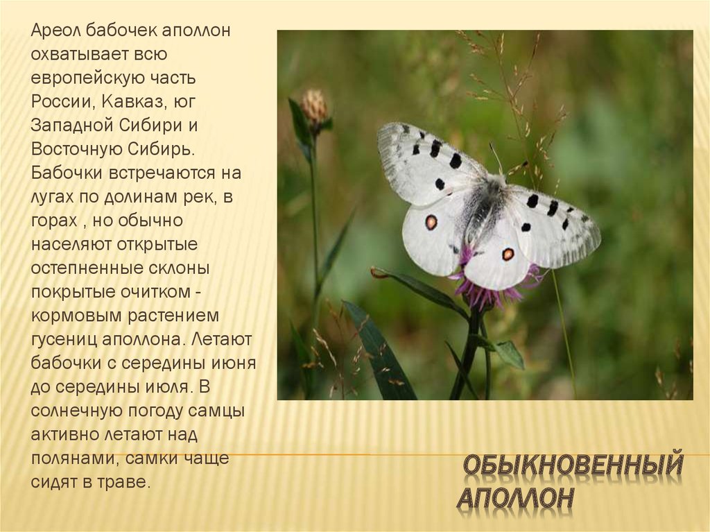 Каких бабочек нельзя увидеть днем на лугу. Бабочка Аполлон красная книга краткое. Рассказ о бабочке Аполлон. Аполлон обыкновенный бабочка. Бабочки из красной книги России.