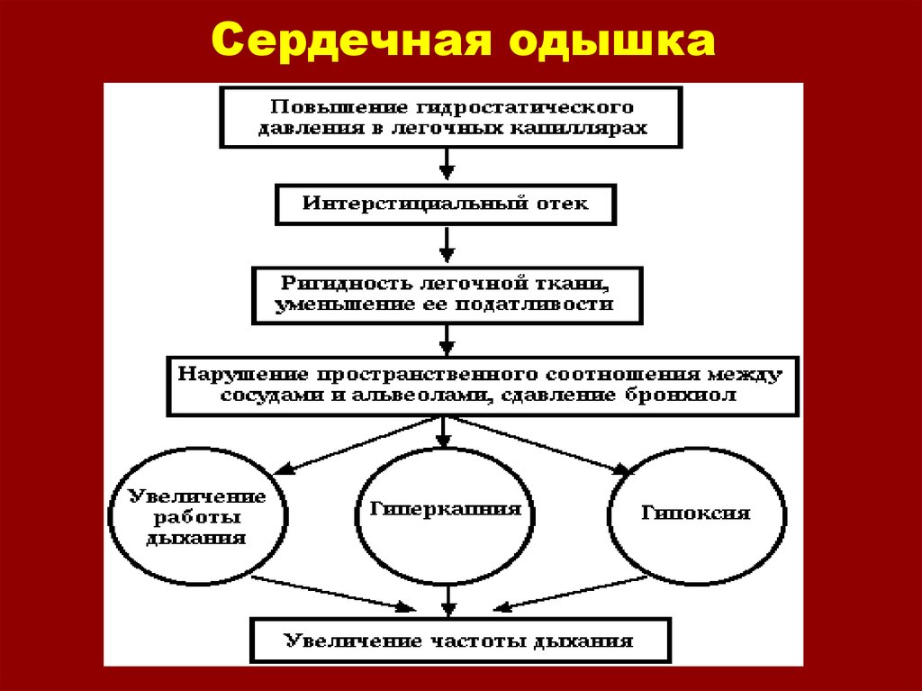 Виды сердечной. Патогенез одышки при сердечной недостаточности. Патогенез одышки при заболеваниях сердца. Механизм развития одышки при сердечной недостаточности. Механизм одышки при сердечной недостаточности патофизиология.