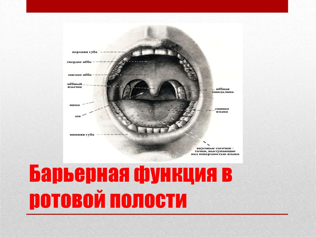 Функции ротовой полости