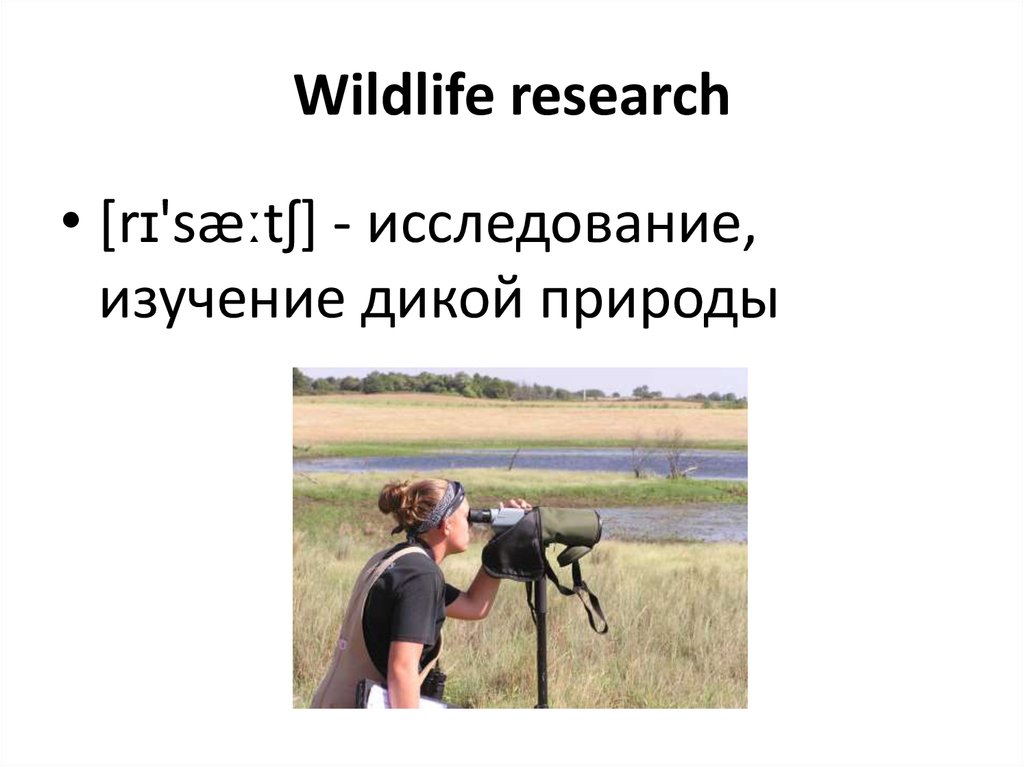 Wildlife research