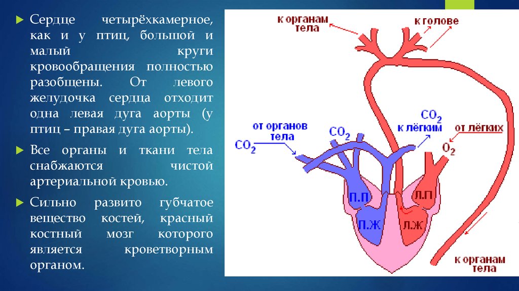 Отделы сердца пресмыкающиеся. Выделительная система пресмыкающихся. Смешанная кровь только в левой дуге аорты у земноводных или рептилий.