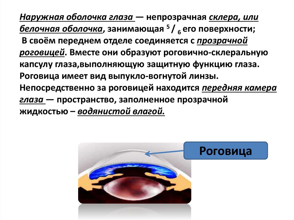 Сенсорные системы организма презентация