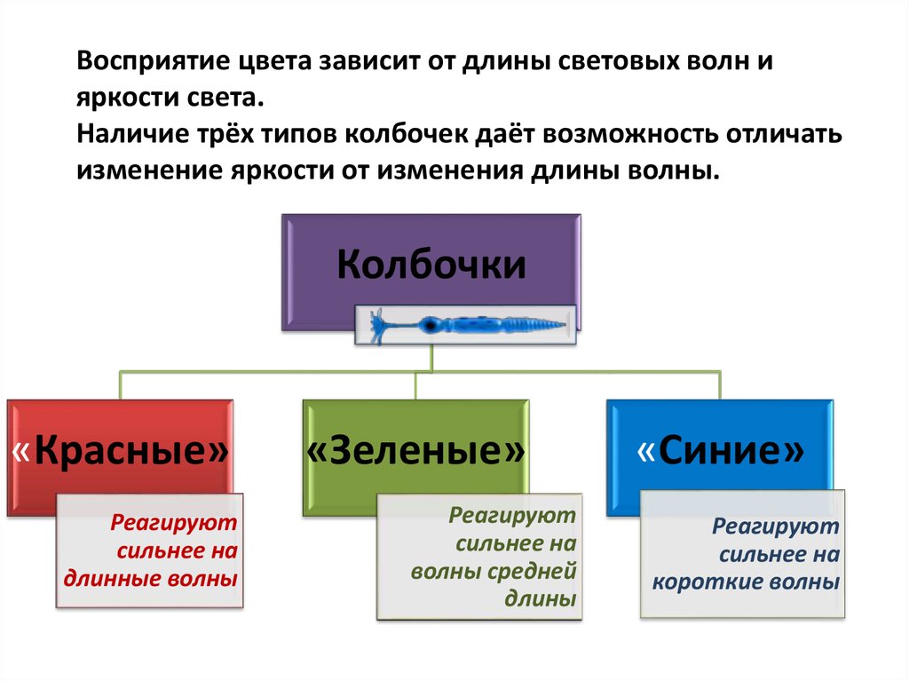 Сенсорные системы организма презентация