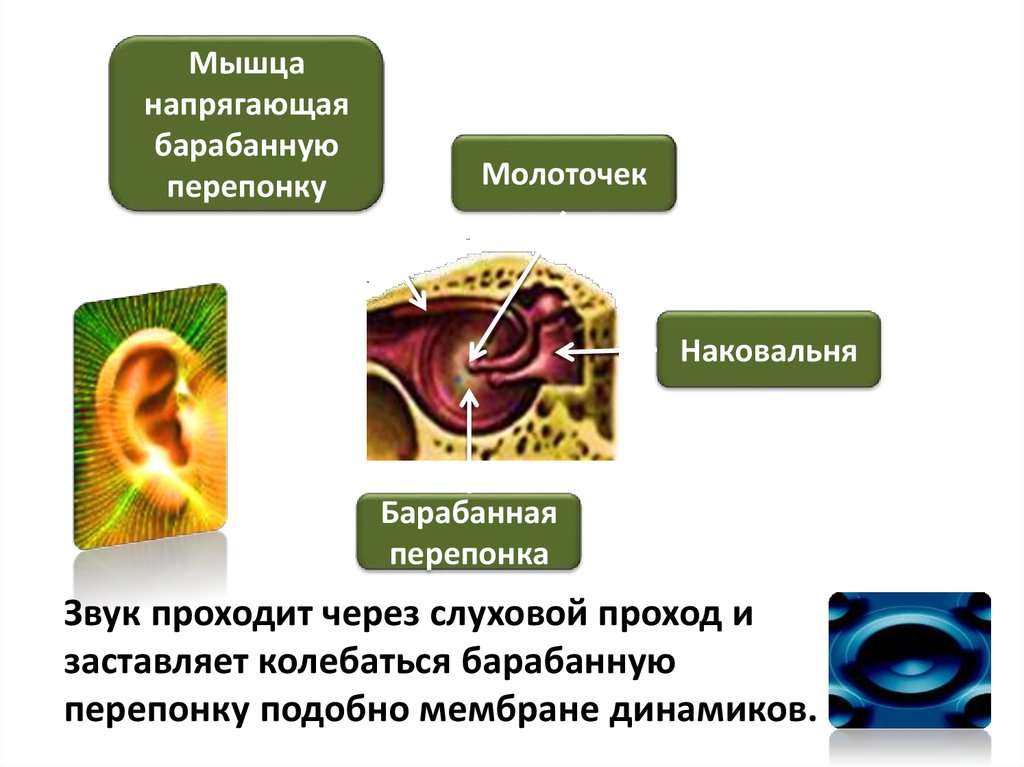 Мышца напрягающая барабанную. Мышца напрягающая барабанную перепонку. Мышца напрягающая барабанную перепонку на латинском. Напряженная барабанная перепонка. Сенсорные системы организма.